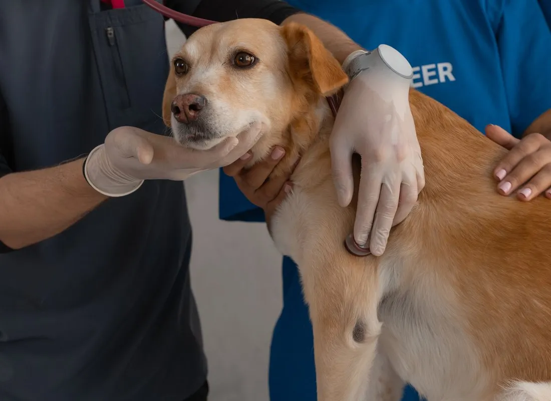 Pet care professional working calmly with a dog